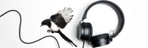 Composite of a Magpie flying in to land on the wire of a pair of headphones